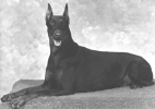 dobe5.gif (55450 bytes)